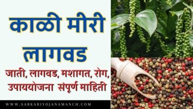 Plantation Of Black Pepper In Marathi